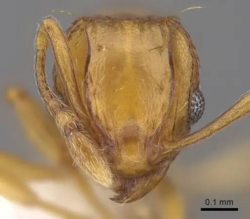 Wasmannia auropunctata specimen CASENT0922489 image casent0922489_2