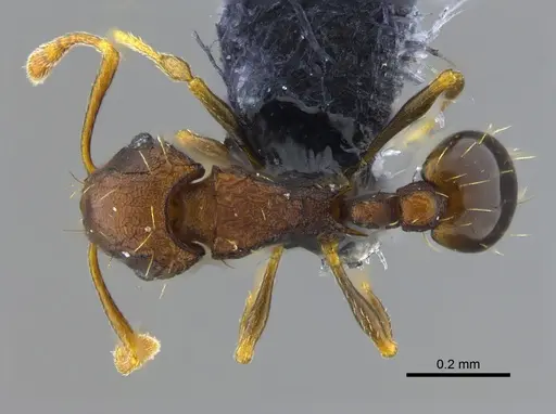 Wasmannia auropunctata specimen CBUMAGENT41978 image cbumagent41978_1