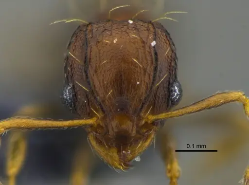 Wasmannia auropunctata specimen CBUMAGENT41978 image cbumagent41978_2