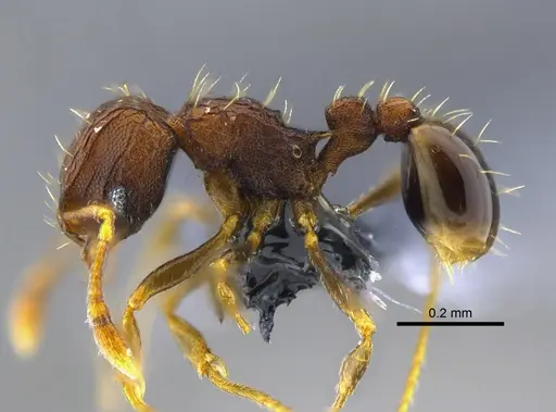 Wasmannia auropunctata specimen CBUMAGENT41978 image cbumagent41978_3