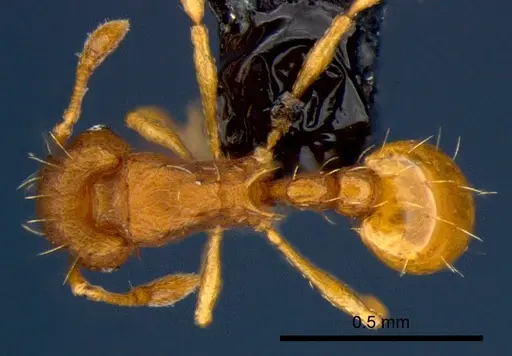 Wasmannia auropunctata specimen CSIRONC0168 image csironc0168_1