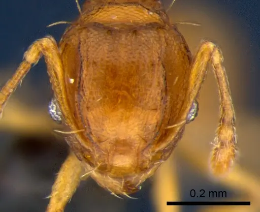 Wasmannia auropunctata specimen CSIRONC0168 image csironc0168_2