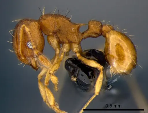 Wasmannia auropunctata specimen CSIRONC0168 image csironc0168_3