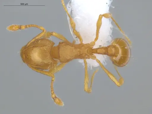 Wasmannia auropunctata specimen ECOFOG-IT14-1016-34 image ecofog-it14-1016-34_1