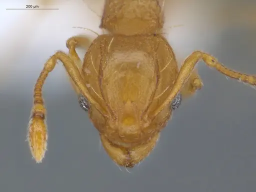 Wasmannia auropunctata specimen ECOFOG-IT14-1016-34 image ecofog-it14-1016-34_2