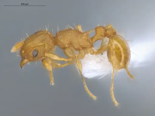 Wasmannia auropunctata specimen ECOFOG-IT14-1016-34 image ecofog-it14-1016-34_3