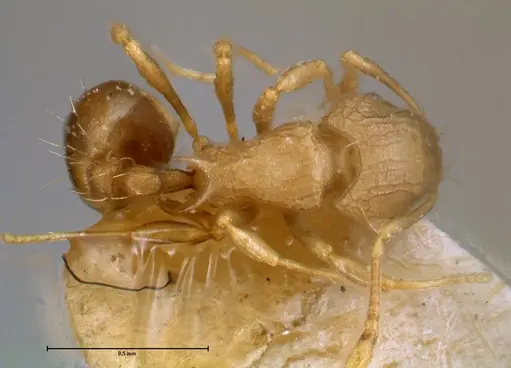 Wasmannia auropunctata specimen FOCOL0708 image focol0708_1