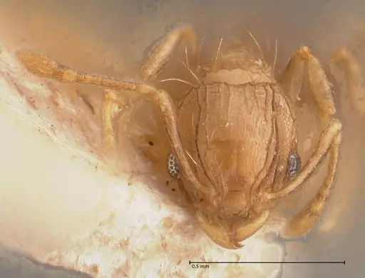 Wasmannia auropunctata specimen FOCOL0708 image focol0708_2