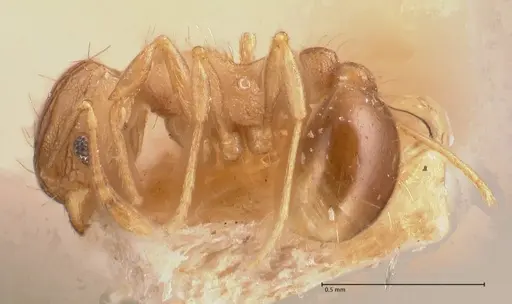 Wasmannia auropunctata specimen FOCOL0708 image focol0708_3