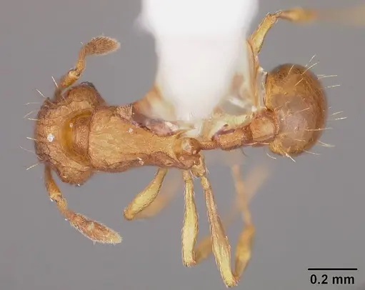 Wasmannia auropunctata specimen USNMENT00412165 image usnment00412165_1