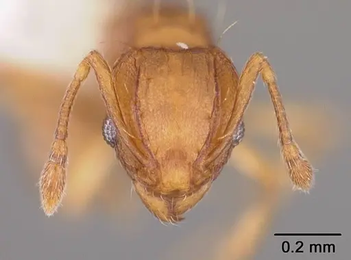 Wasmannia auropunctata specimen USNMENT00412165 image usnment00412165_2