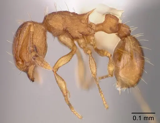 Wasmannia auropunctata specimen USNMENT00412165 image usnment00412165_3