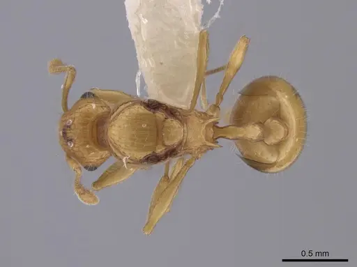 Wasmannia iheringi specimen INBIOCRI001271987 image inbiocri001271987_1