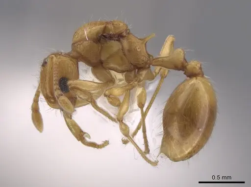 Wasmannia iheringi specimen INBIOCRI001271987 image inbiocri001271987_3