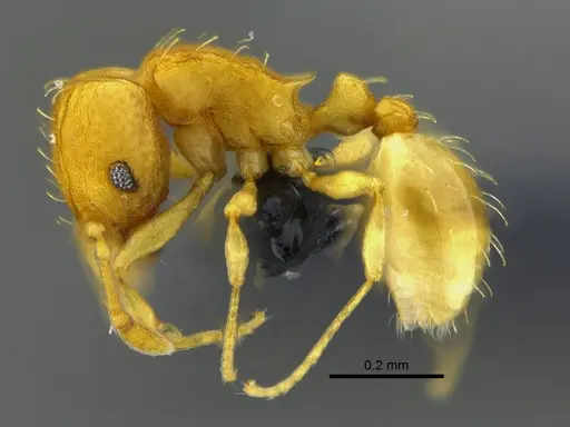 Wasmannia rochai specimen CBUMAGENT41924 image cbumagent41924_3