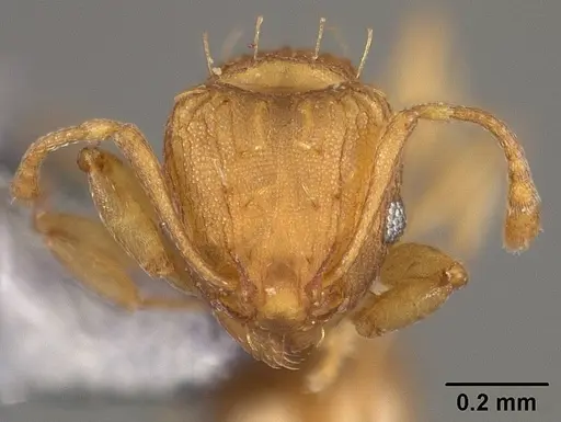 Wasmannia rochai specimen USNMENT00445870 image usnment00445870_2