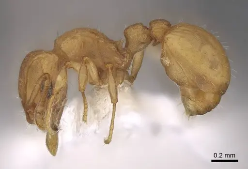 Wasmannia scrobifera specimen CASENT0922485 image casent0922485_3