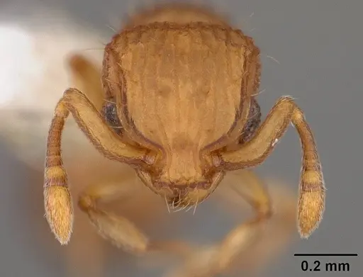 Wasmannia scrobifera specimen USNMENT00411891 image usnment00411891_2