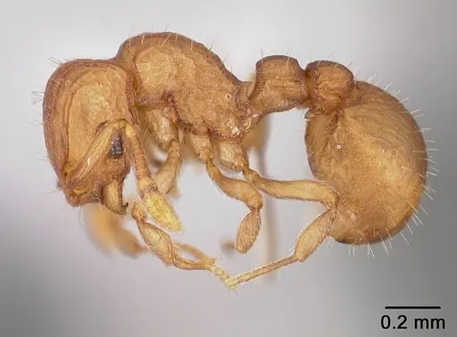 Wasmannia scrobifera specimen USNMENT00411891 image usnment00411891_3