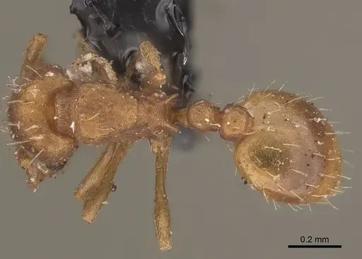 Wasmannia sigmoidea specimen CASENT0919618 image casent0919618_1