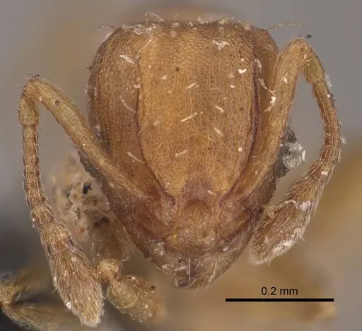 Wasmannia sigmoidea specimen CASENT0919618 image casent0919618_2