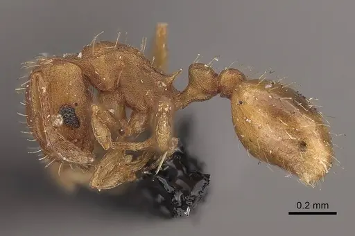 Wasmannia sigmoidea specimen CASENT0919618 image casent0919618_3