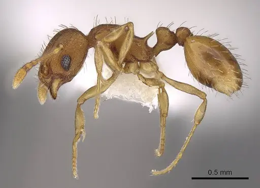 Wasmannia sigmoidea specimen CASENT0922486 image casent0922486_3