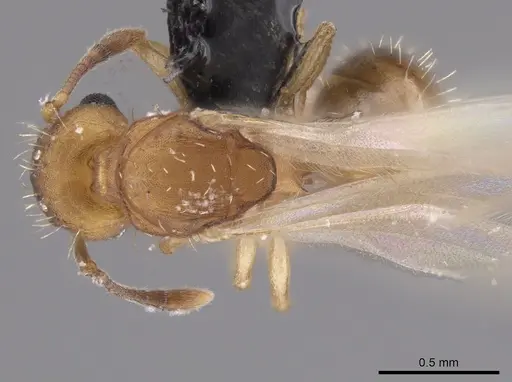 Wasmannia sigmoidea specimen JTLC000006295 image jtlc000006295_1
