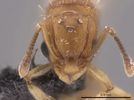 Wasmannia sigmoidea specimen JTLC000006295 image jtlc000006295_2