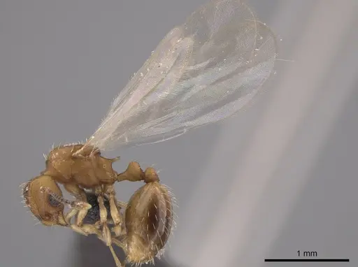 Wasmannia sigmoidea specimen JTLC000006295 image jtlc000006295_3