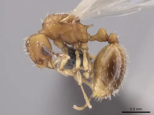Wasmannia sigmoidea specimen JTLC000006295 image jtlc000006295_4