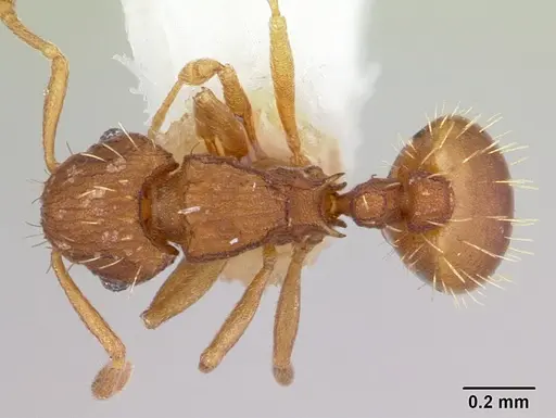 Wasmannia sulcaticeps specimen CASENT0178175 image casent0178175_1