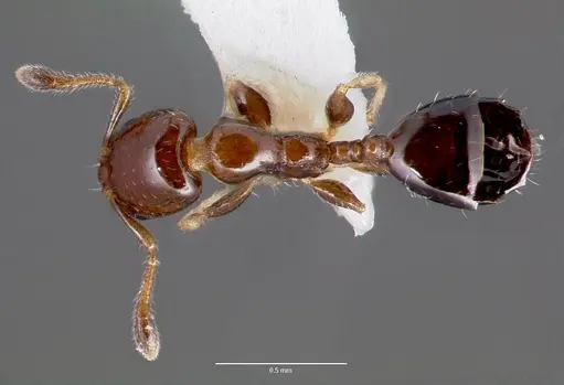 Xenomyrmex floridanus specimen CASENT0000499 image casent0000499_1