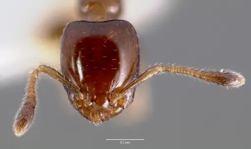 Xenomyrmex floridanus specimen CASENT0000499 image casent0000499_2