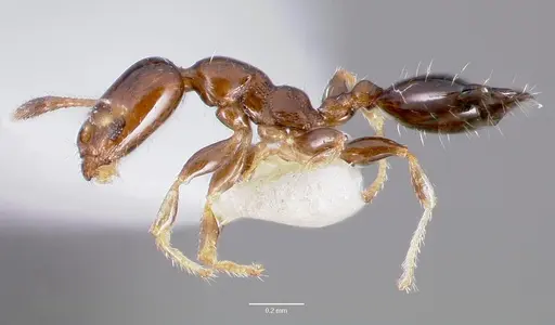 Xenomyrmex floridanus specimen CASENT0000499 image casent0000499_3