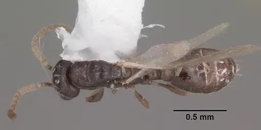 Xenomyrmex floridanus specimen CASENT0102749 image casent0102749_1