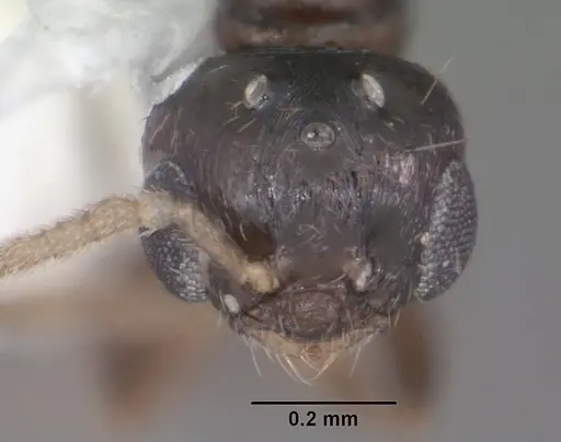 Xenomyrmex floridanus specimen CASENT0102749 image casent0102749_2