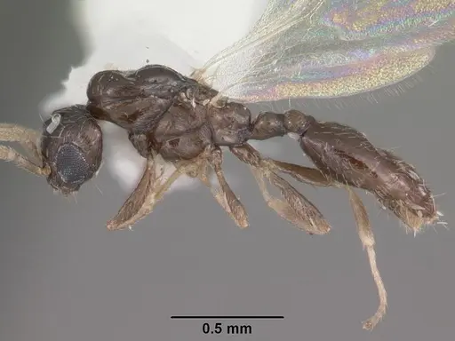 Xenomyrmex floridanus specimen CASENT0102749 image casent0102749_3