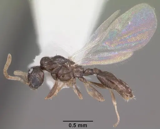 Xenomyrmex floridanus specimen CASENT0102749 image casent0102749_4