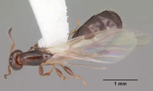 Xenomyrmex floridanus specimen CASENT0102750 image casent0102750_1