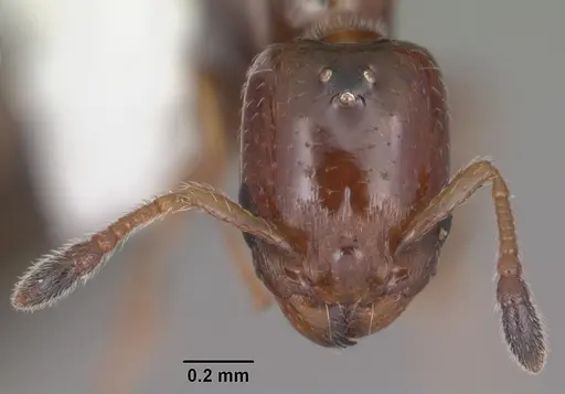 Xenomyrmex floridanus specimen CASENT0102750 image casent0102750_2