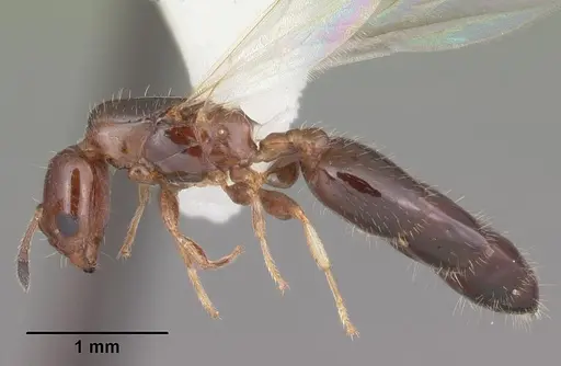 Xenomyrmex floridanus specimen CASENT0102750 image casent0102750_3