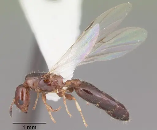 Xenomyrmex floridanus specimen CASENT0102750 image casent0102750_4