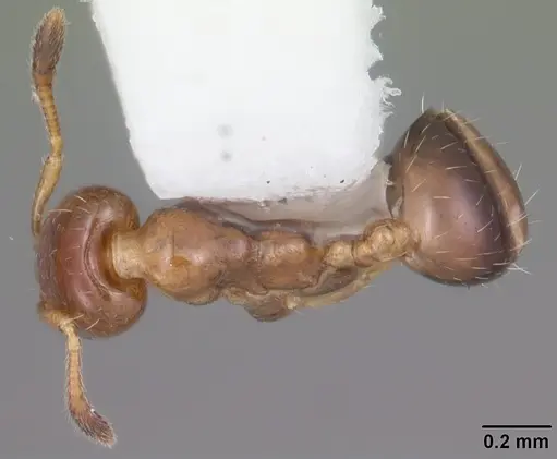 Xenomyrmex floridanus specimen CASENT0104541 image casent0104541_1