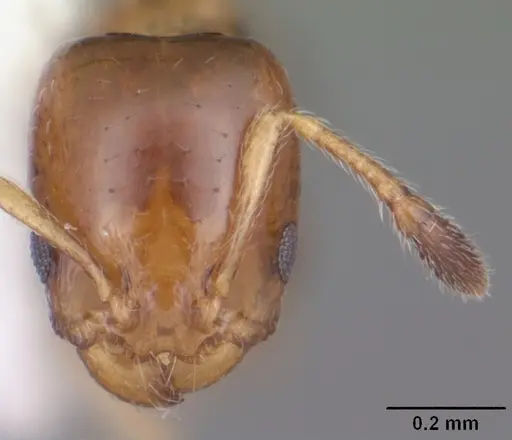 Xenomyrmex floridanus specimen CASENT0104541 image casent0104541_2