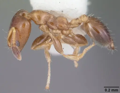 Xenomyrmex floridanus specimen CASENT0104541 image casent0104541_3
