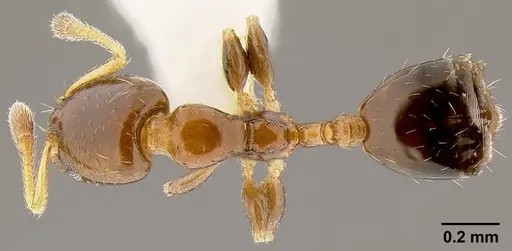 Xenomyrmex floridanus specimen CASENT0106053 image casent0106053_1