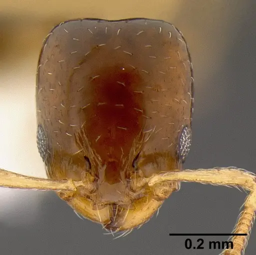 Xenomyrmex floridanus specimen CASENT0106053 image casent0106053_2