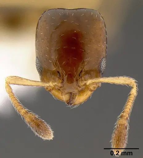 Xenomyrmex floridanus specimen CASENT0106053 image casent0106053_3