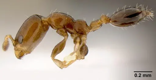 Xenomyrmex floridanus specimen CASENT0106053 image casent0106053_4